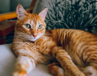 La canzone del miao. Lo studio